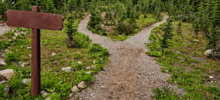 A pathway in the countryside by fir trees, splitting in two.