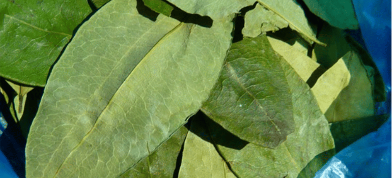 A close-up of coca leaves in a plastic bag.