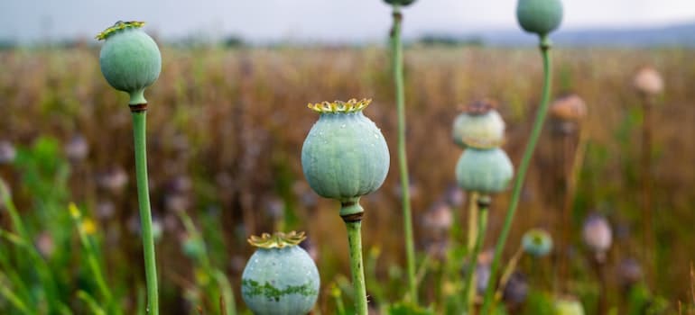 Opium poppies in a field.