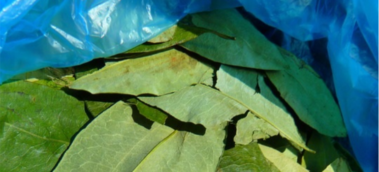 A close-up of a bag of Coca leaves.