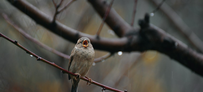 a little bird singing a song