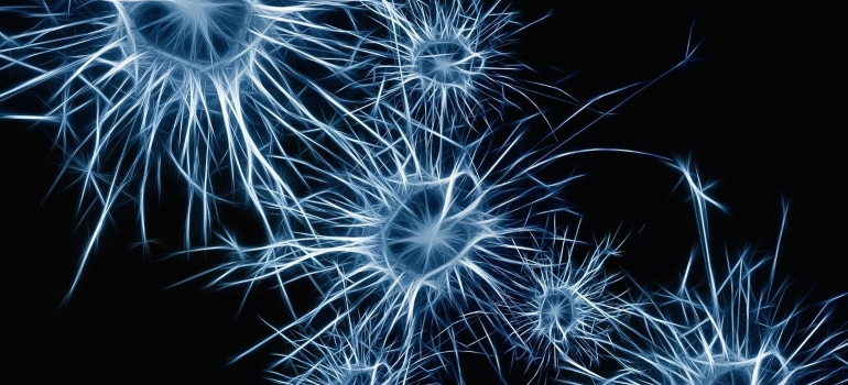 neurons brain cells