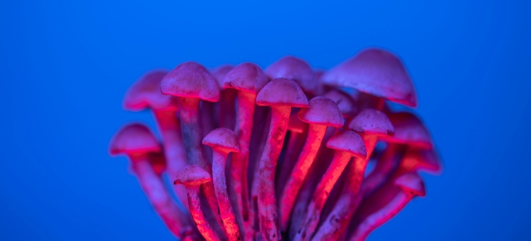 Mushrooms on a blue background